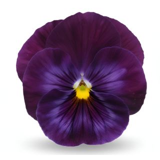 Compra PENSAMIENTO MATRIX LAVENDER SHADES (240 Plantas). en la tienda online Fito Agrícola