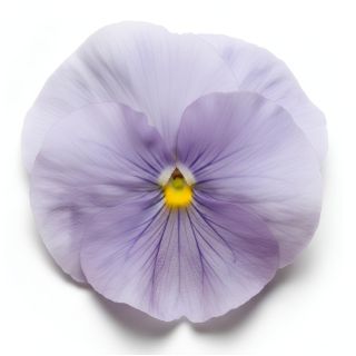 Compra PENSAMIENTO MATRIX LIGHT BLUE (240 Plantas). en la tienda online Fito Agrícola