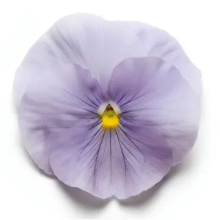 Compra PENSAMIENTO MATRIX LIGHT BLUE (240 Plantas). en la tienda online Fito Agrícola