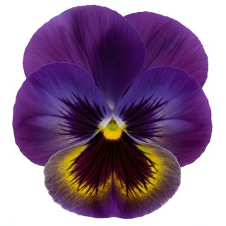 Compra PENSAMIENTO MATRIX MIDDNIGHT GLOW (240 Plantas). en la tienda online Fito Agrícola