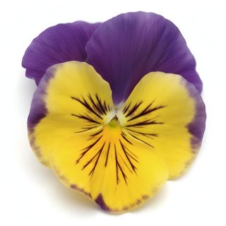 Compra PENSAMIENTO MATRIX MORPHEUS (240 Plantas). en la tienda online Fito Agrícola