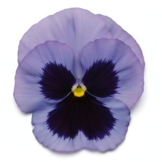 Compra PENSAMIENTO MATRIX OCEAN (240 Plantas). en la tienda online Fito Agrícola