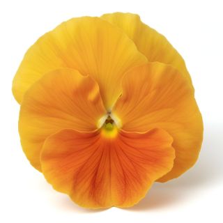 Compra PENSAMIENTO MATRIX ORANGE (240 Plantas). en la tienda online Fito Agrícola