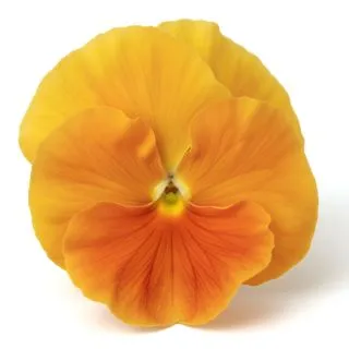 Compra PENSAMIENTO MATRIX ORANGE (240 Plantas). en la tienda online Fito Agrícola