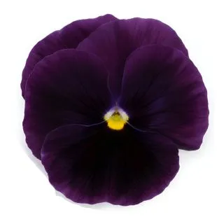 Compra PENSAMIENTO MATRIX PURPLE (240 Plantas). en la tienda online Fito Agrícola