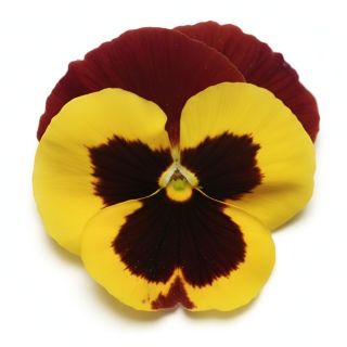 Compra PENSAMIENTO MATRIX RED WING (240 Plantas). en la tienda online Fito Agrícola