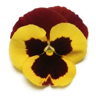 Compra PENSAMIENTO MATRIX RED WING (240 Plantas). en la tienda online Fito Agrícola