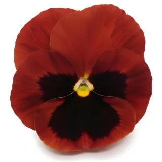 Compra PENSAMIENTO MATRIX RED WITH BLOTCH (240 Plantas). en la tienda online Fito Agrícola