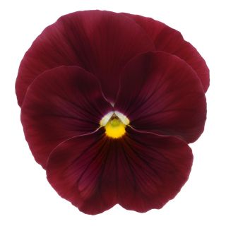 Compra PENSAMIENTO MATRIX ROSE (240 Plantas). en la tienda online Fito Agrícola