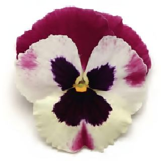 Compra PENSAMIENTO MATRIX ROSE WING (240 Plantas). en la tienda online Fito Agrícola