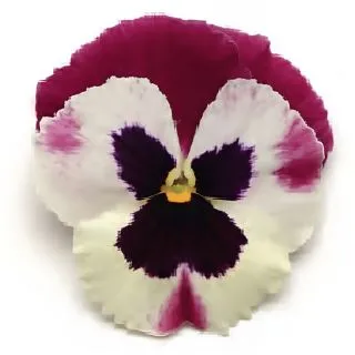 Compra PENSAMIENTO MATRIX ROSE WING (240 Plantas). en la tienda online Fito Agrícola