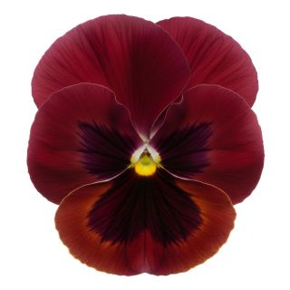 Compra PENSAMIENTO MATRIX ROSE WITH BLOTCH (240 Plantas). en la tienda online Fito Agrícola