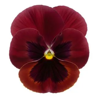 Compra PENSAMIENTO MATRIX ROSE WITH BLOTCH (240 Plantas). en la tienda online Fito Agrícola