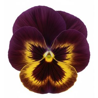 Compra PENSAMIENTO MATRIX SANGRIA (240 Plantas). en la tienda online Fito Agrícola