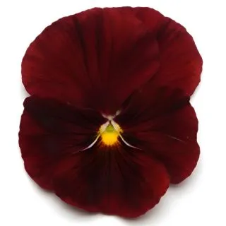 Compra PENSAMIENTO MATRIX SCARLET (240 Plantas). en la tienda online Fito Agrícola