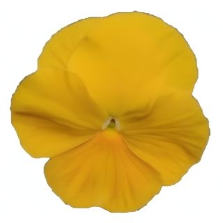 Compra PENSAMIENTO MATRIX YELLOW IMP (240 Plantas). en la tienda online Fito Agrícola