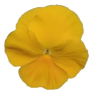 Compra PENSAMIENTO MATRIX YELLOW IMP (240 Plantas). en la tienda online Fito Agrícola