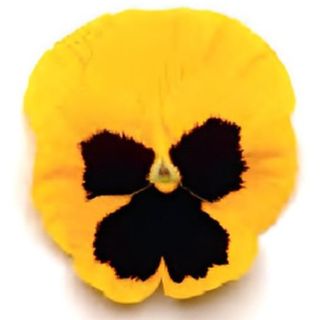 Compra PENSAMIENTO MATRIX YELLOW WITH BLOTCH (240 Plantas). en la tienda online Fito Agrícola