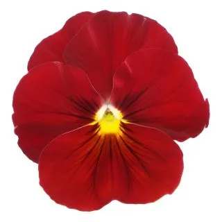 Compra PENSAMIENTO PREMIER CLEAR SCARLET (240 Plantas). en la tienda online Fito Agrícola