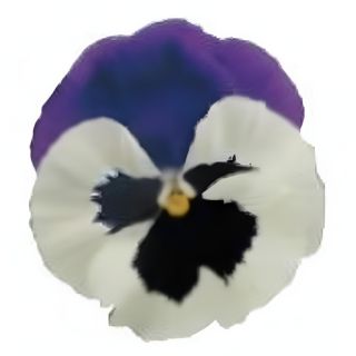 Compra PENSAMIENTO PREMIER FANTASIA BLUE AND WHITE (240 Plantas). en la tienda online Fito Agrícola