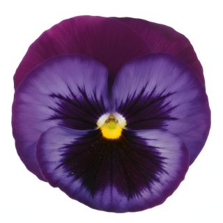 Compra PENSAMIENTO PREMIER FANTASIA BLUE JEANS (240 Plantas). en la tienda online Fito Agrícola