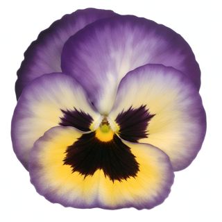 Compra PENSAMIENTO PREMIER FANTASIA BLUEBERRY THRILL (240 Plantas). en la tienda online Fito Agrícola