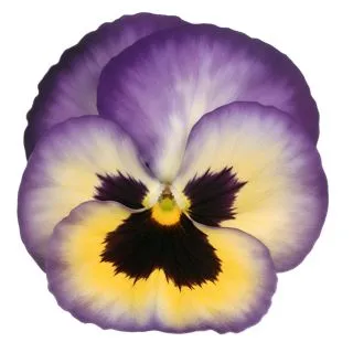 Compra PENSAMIENTO PREMIER FANTASIA BLUEBERRY THRILL (240 Plantas). en la tienda online Fito Agrícola