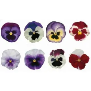 Compra PENSAMIENTO PREMIER FANTASIA MIX (240 Plantas). en la tienda online Fito Agrícola