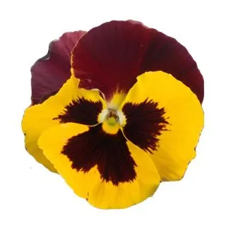 Compra PENSAMIENTO PREMIER FANTASIA RED YELLOW (240 Plantas). en la tienda online Fito Agrícola