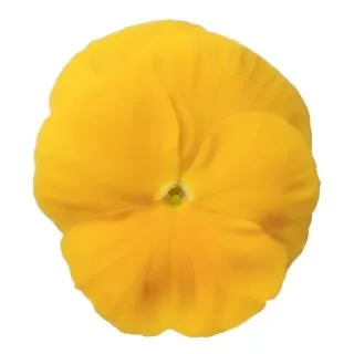 Compra PENSAMIENTO PREMIER GOLDEN (240 Plantas). en la tienda online Fito Agrícola