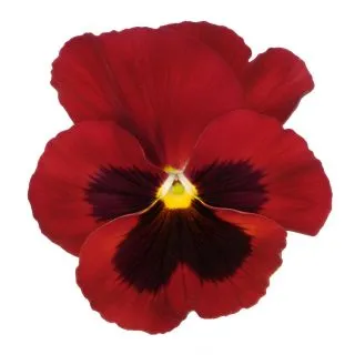 Compra PENSAMIENTO PREMIER ROSE WITH BLOTCH (240 Plantas). en la tienda online Fito Agrícola