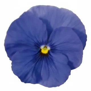 Compra PENSAMIENTO PREMIER TRUE BLUE (240 Plantas). en la tienda online Fito Agrícola