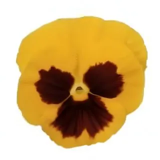 Compra PENSAMIENTO PREMIER YELLOW WITH BLOTCH (240 Plantas). en la tienda online Fito Agrícola