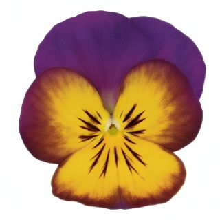 Compra PENSAMIENTO ULTIMA FANTASIA DEEP MORPHO (240 Plantas). en la tienda online Fito Agrícola