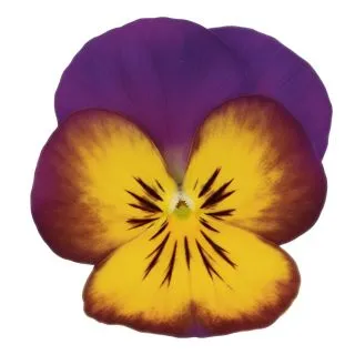 Compra PENSAMIENTO ULTIMA FANTASIA DEEP MORPHO (240 Plantas). en la tienda online Fito Agrícola