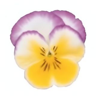 Compra PENSAMIENTO ULTIMA FANTASIA LILAC (240 Plantas). en la tienda online Fito Agrícola