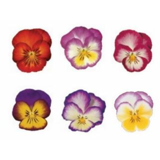 Compra PENSAMIENTO ULTIMA FANTASIA MIX (240 Plantas). en la tienda online Fito Agrícola