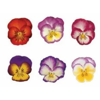 Compra PENSAMIENTO ULTIMA FANTASIA MIX (240 Plantas). en la tienda online Fito Agrícola