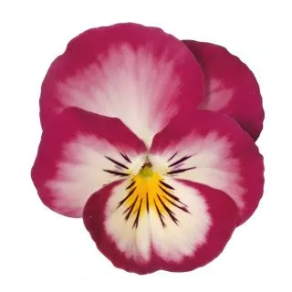 Compra PENSAMIENTO ULTIMA FANTASIA PINK (240 Plantas). en la tienda online Fito Agrícola