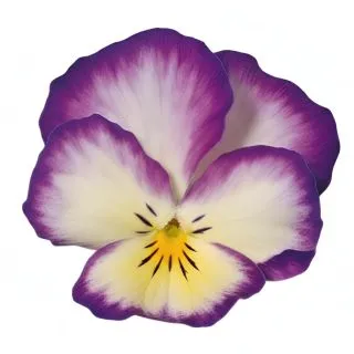 Compra PENSAMIENTO ULTIMA FANTASIA VIOLET (240 Plantas). en la tienda online Fito Agrícola