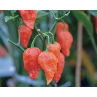 Compra PIMIENTO NAGA MORICH F1 (500 Semillas) en la tienda online Fito Agrícola