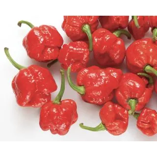 Compra ARDEI SCORPION ROȘU (500 Semințe) en la tienda online Fito Agrícola
