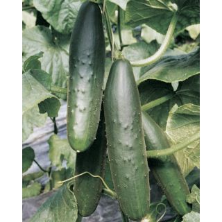 Compra PEPINO PRIMIZIA F1 OR ® (1.000 Semillas). en la tienda online Fito Agrícola