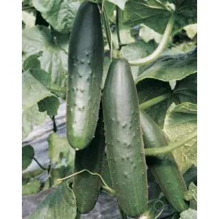 Compra PEPINO PRIMIZIA F1 OR ® (1.000 Semillas). en la tienda online Fito Agrícola