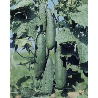 Compra PEPINO APOLLO F1 (5.000 Semillas). en la tienda online Fito Agrícola