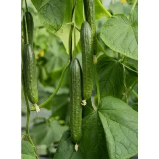 Compra PEPINO AURELIUS F-1 (1.000 Semillas) en la tienda online Fito Agrícola