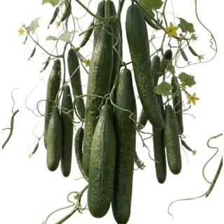 Compra PEPINO BOREAL RZ F1 Precisión (1.000 Semillas). en la tienda online Fito Agrícola