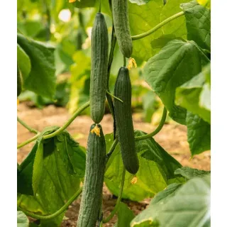 Compra PEPINO CHOPPER F1 ECOLÓGICO (1.000 SEMILLAS). en la tienda online Fito Agrícola