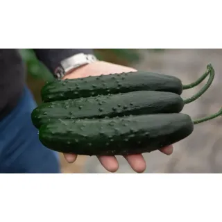 Compra PEPINO CLARICE F1 (1.000 Semillas) en la tienda online Fito Agrícola