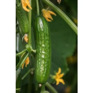 Compra PEPINO CRIVILLE F1 (1000 Semillas) en la tienda online Fito Agrícola